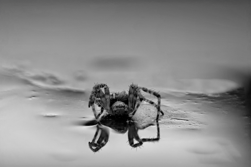 Illustration for article titled Shooting Challenge: Bugs 2